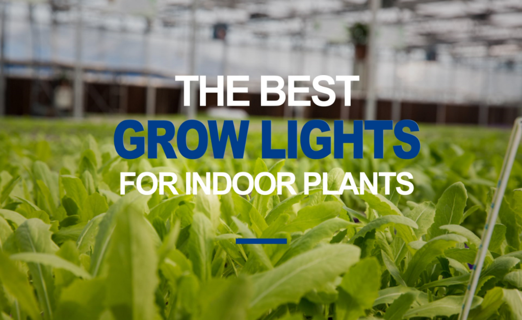 Best LED Grow Lights for Indoor Plants